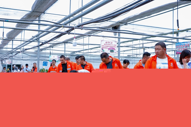 1596793422686856.jpg 民乐公路段组织干部职工参观民乐县六坝镇文德兰花卉产业园(温生伟 摄).jpg