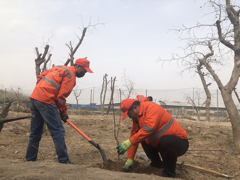 1586425818145431.jpg 栽种树苗.JPG