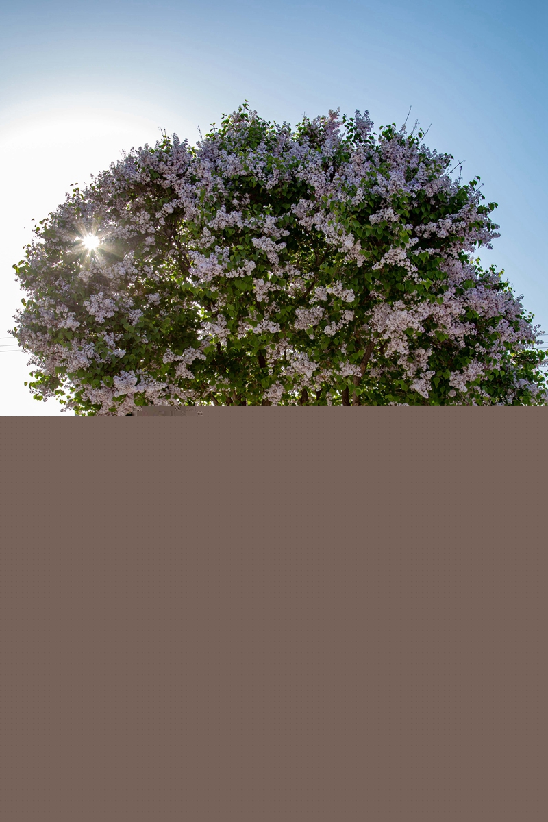 1587721329544760.jpg 丁香花开。张啸天 摄.jpg
