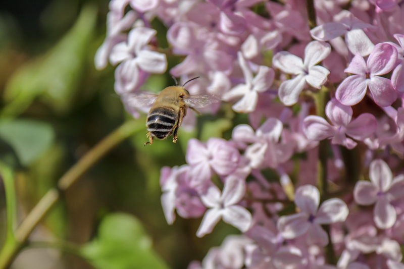 1587721235191995.jpg 花中飞舞。王海龙 摄.jpg